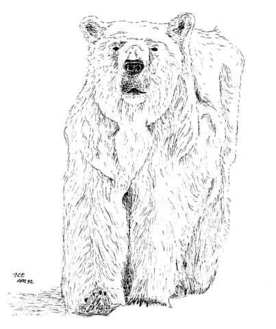 Polar Bear Coloring Page